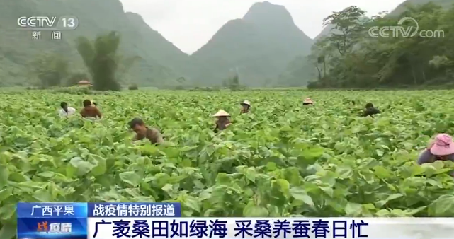 「全国」防疫不放松 春耕不误时：全国从南到北 田野里一片忙碌景象