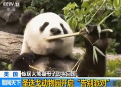 旅居大熊猫母子即将回国 美国圣迭戈动物园开启“告别派对”