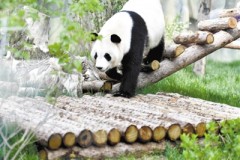 国宝“定居”青藏高原了！目前4只大熊猫身体指标正常