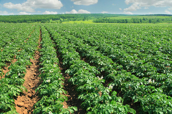 让千里沃野绽放绿色新希望--黑河市大力推进