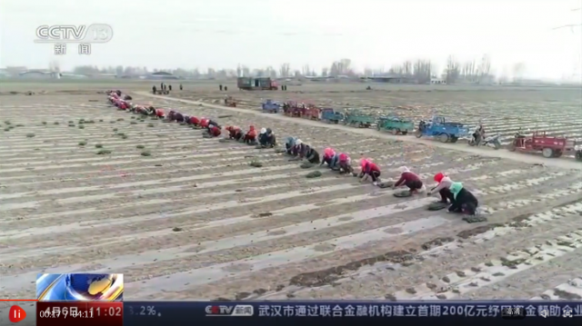 「全国」防疫不放松 春耕不误时：全国从南到北 田野里一片忙碌景象