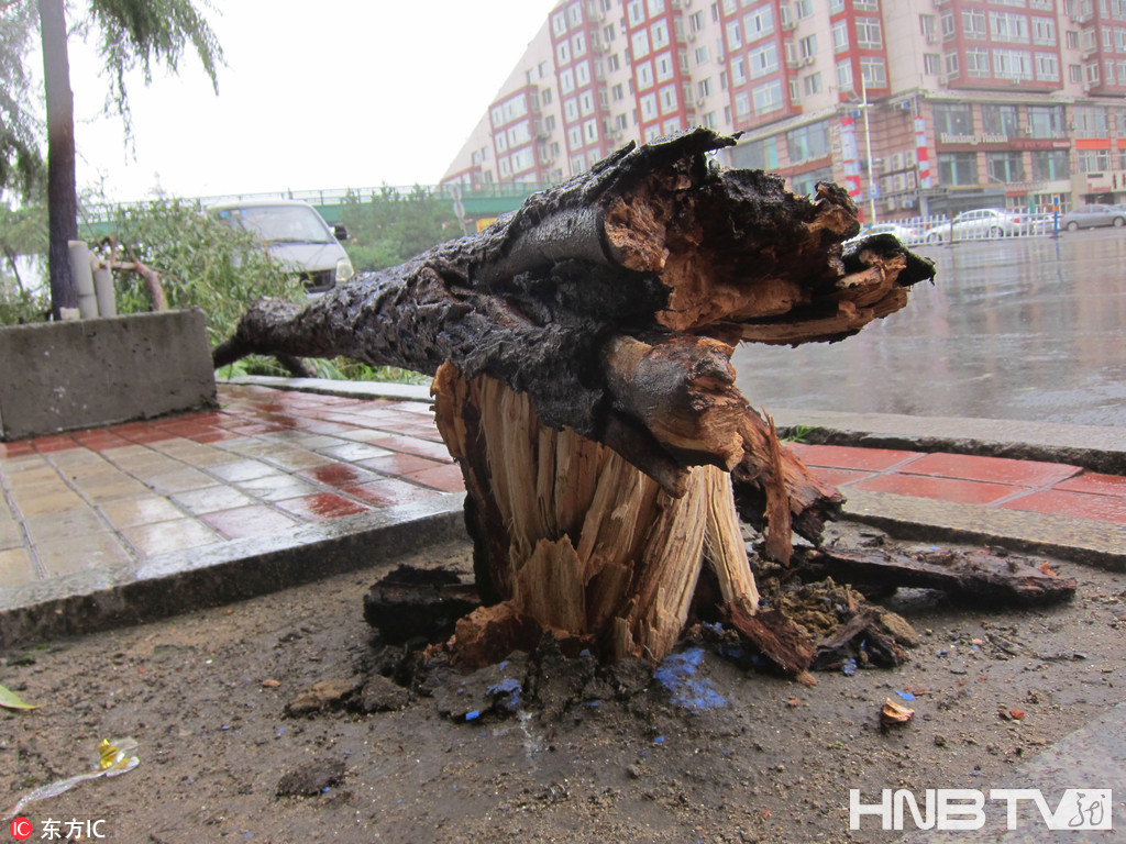 哈尔滨现大风暴雨 阵风达七级路边大树被吹倒 