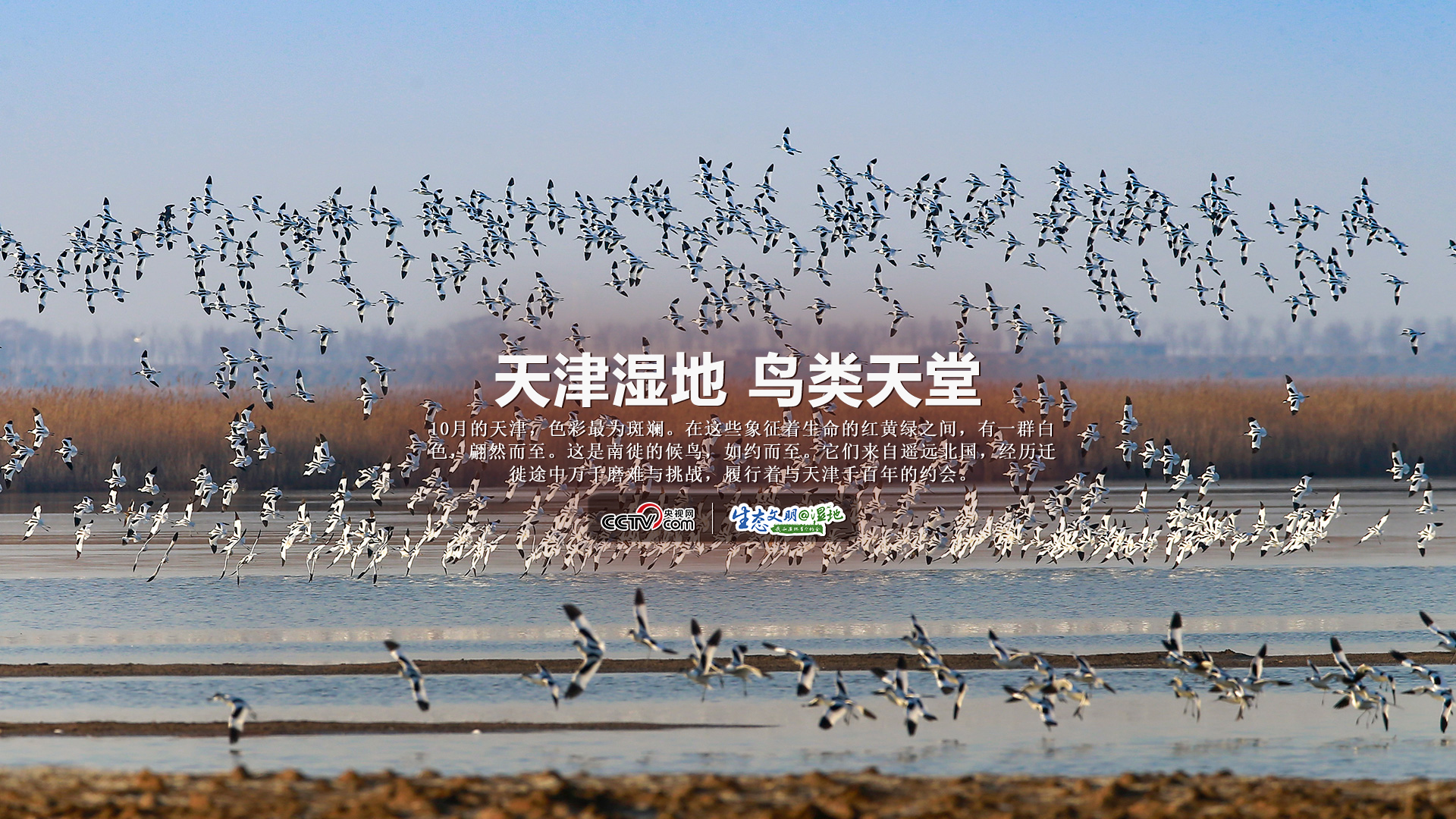 【生态文明@湿地】天津湿地 鸟类天堂