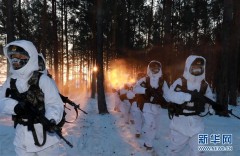 北极哨兵：挺立在风雪中的“北极杨”（组图）