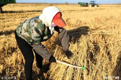黑龙江富锦“家庭农场”农业高质量发展迎丰收