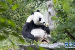 大熊猫——中欧友谊的使者