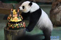台北：大熊猫“圆仔”迎来4岁生日