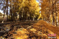 新疆天山天池景区旅游公路变“金色大道”