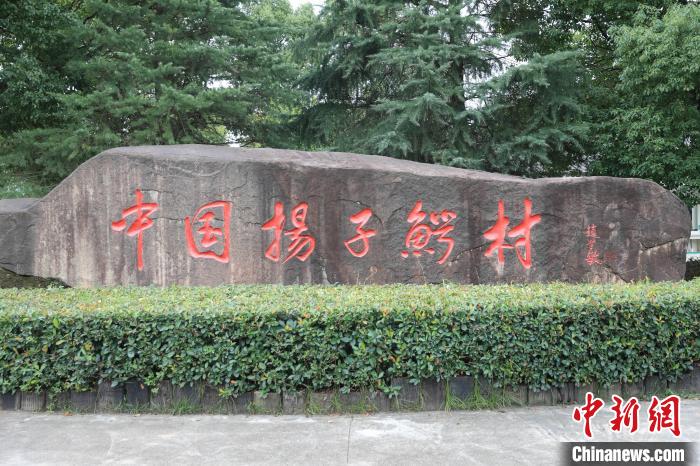【十年@每一个奋斗的你】探访“中国扬子鳄村”：亿年“活化石”续写新篇章