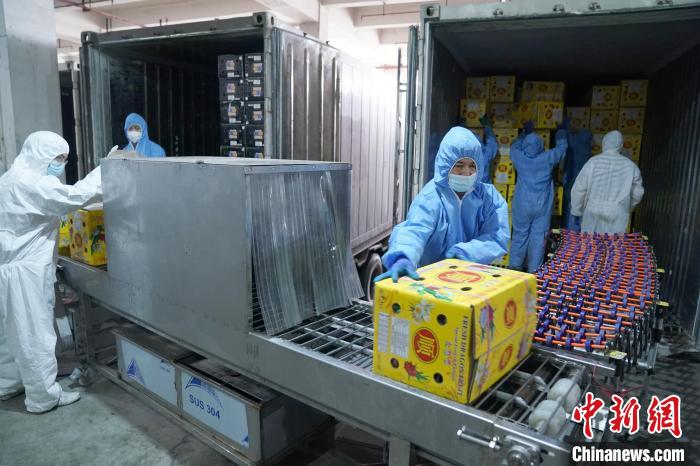 資料圖：廣西憑祥市中國—東盟(憑祥)水果城內，工作人員將水果送入消毒機消毒。　陳冠言 攝