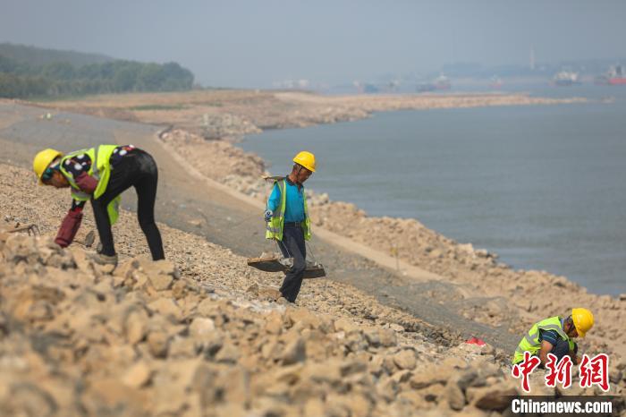 9月29日，長江九江官洲夾段崩岸治理現場，一位工人挑著石塊走在護坡上，幾位工人在鋪設雷諾護墊?！⒘?攝