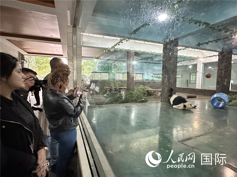 “增進民心相通”國際民間人士代表團參觀安吉竹博園大熊貓館。人民網記者 周雨攝