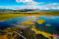 【中国梦·黄河情】若尔盖多措并举优化湿地生态系统 保护黑颈鹤家园