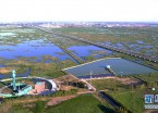 “城中湿地”尽显北国绿意生机（组图）