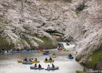 日本东京樱花繁盛 游人护城河上泛舟赏樱超浪漫