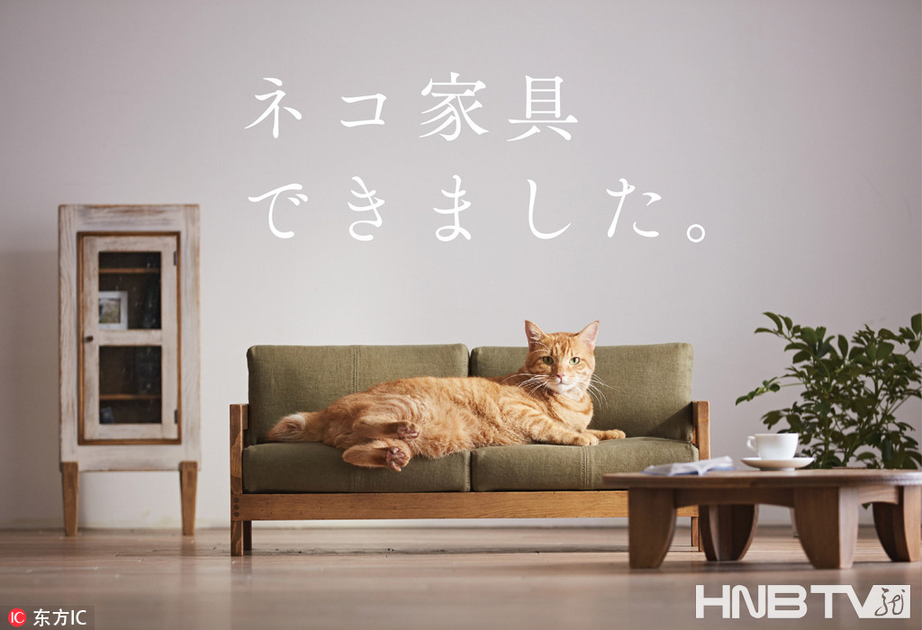 真心萌爆了！ 日本大川推出猫咪专用迷你家具