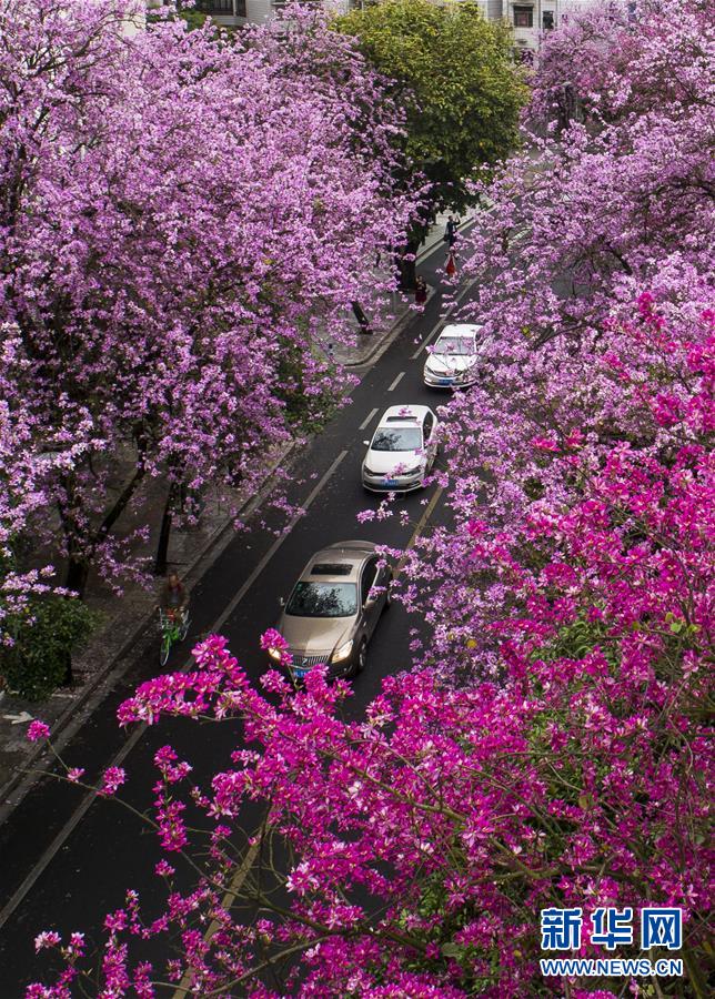 广西柳州：雨后洋紫荆别样美（组图）