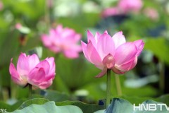 黑龙江哈尔滨：湿地公园荷花朵朵开 吸引众多市民游客 
