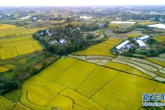 美丽中国丨丰收的田野