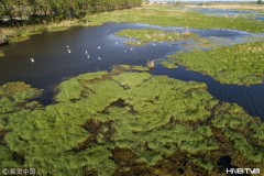 中俄界湖兴凯湖的六月 湿地绿意盎然一派生机（组图）