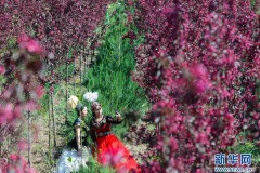 新疆：海棠花開春意濃（組圖）